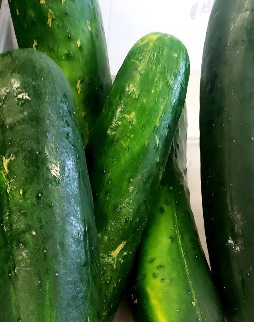 A large pile of freshly harvested cucumbers in varying shades of green.