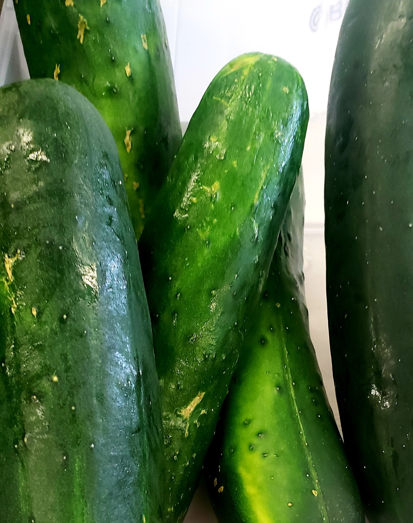 A large pile of freshly harvested cucumbers in varying shades of green.