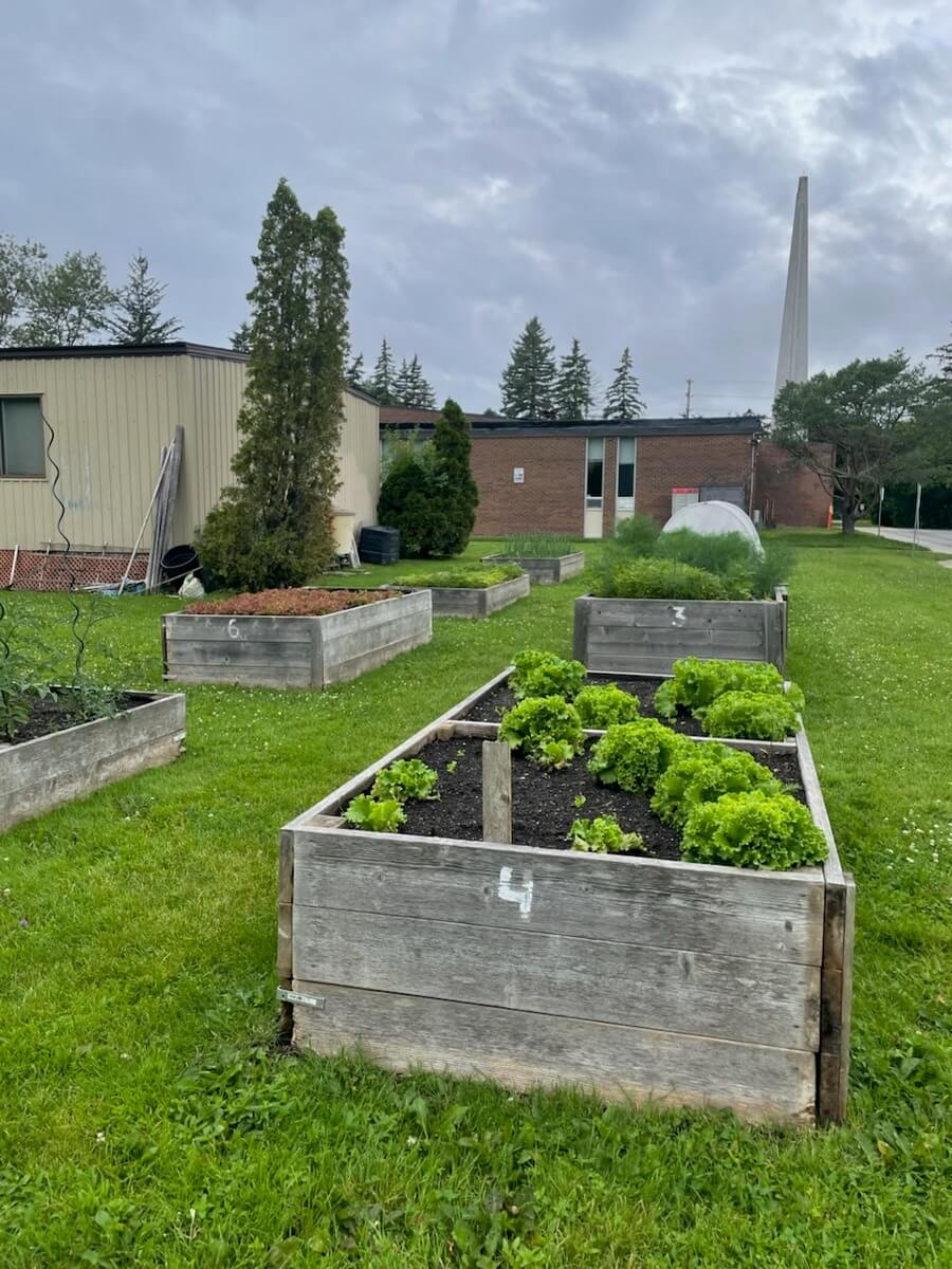 Several raised garden beds sit on a grassy lawn beside a community building. One bed in the foreground contains rows of bright green lettuce, while other beds farther back hold a mix of vegetables and plants. A cloudy sky hangs overhead, and a tall church spire rises in the background.